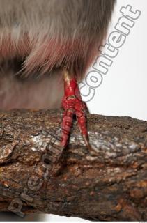 Cuban Trogon-Priotelus temnurus 0044